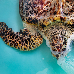 close up of turtle in tank